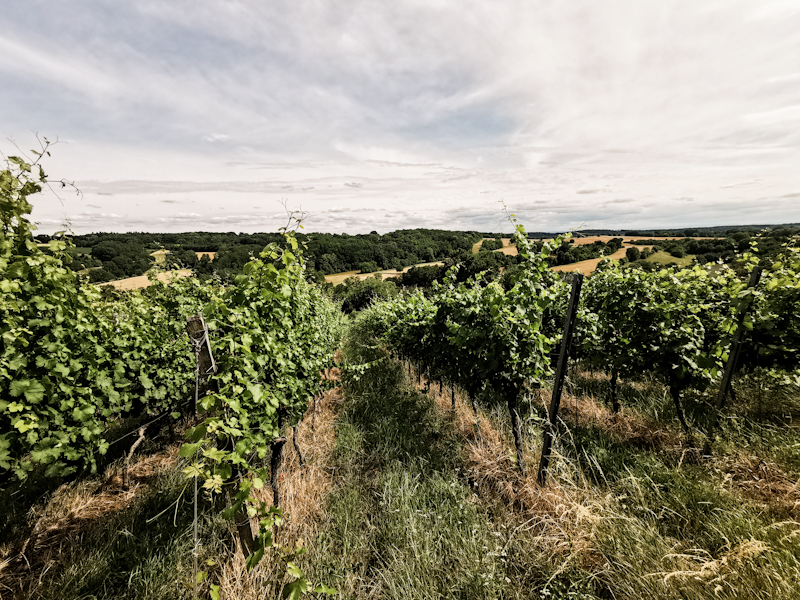 Vineyards popping up as well today