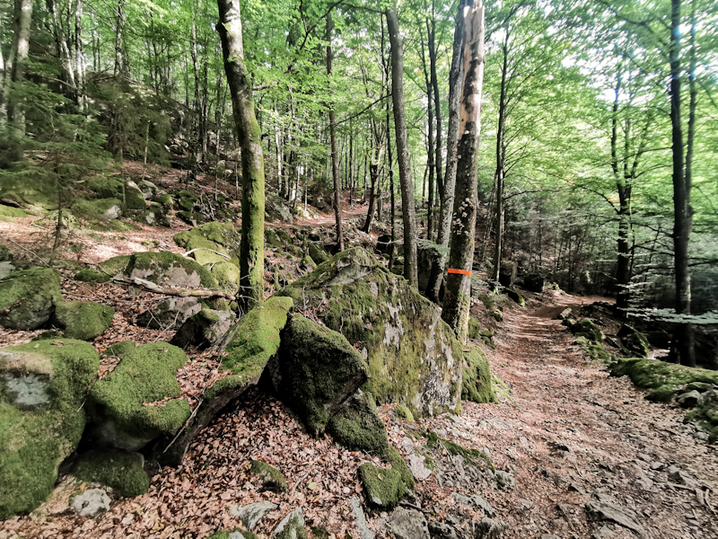 A change in forest