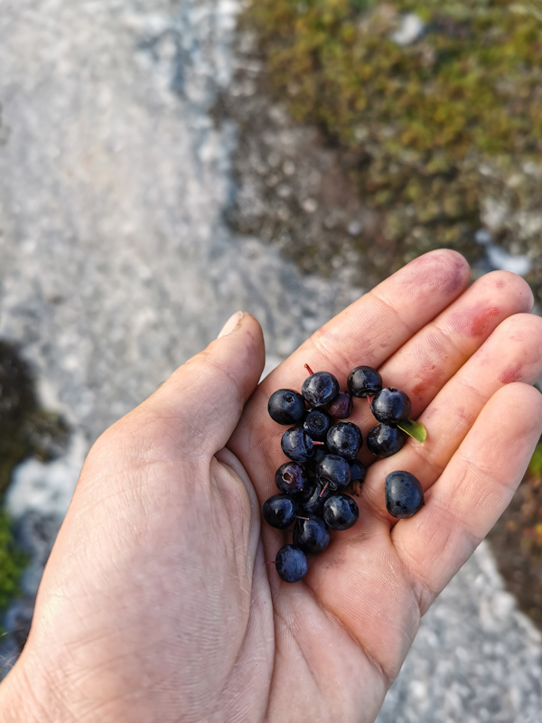 Blueberries! 