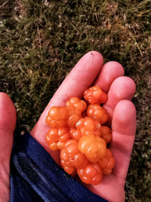 Plenty of cloud berries