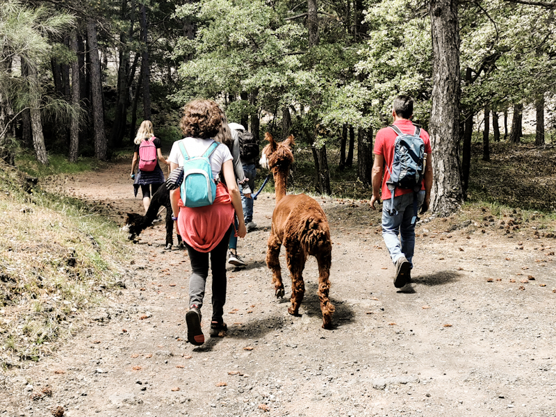 Lama trekking