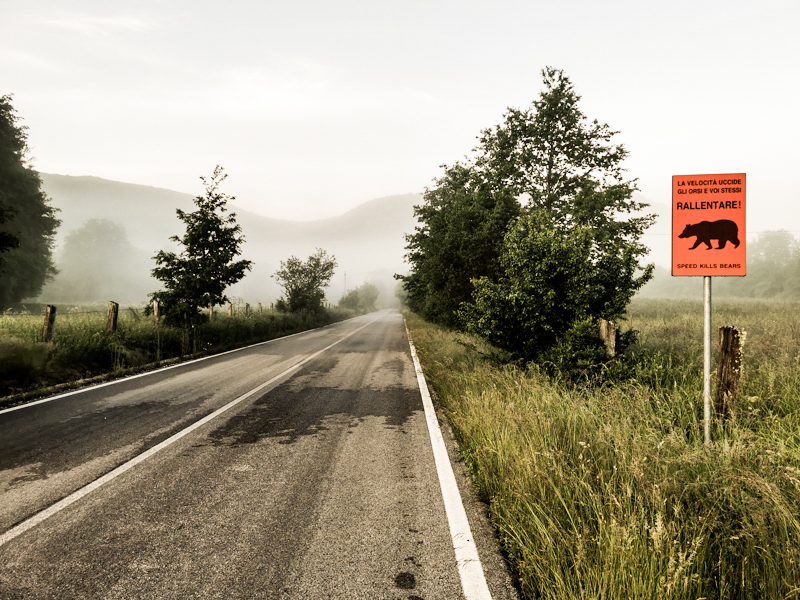 Caution bears