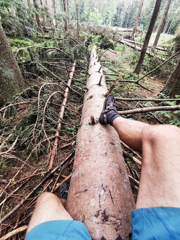 Climbing over a tree. 