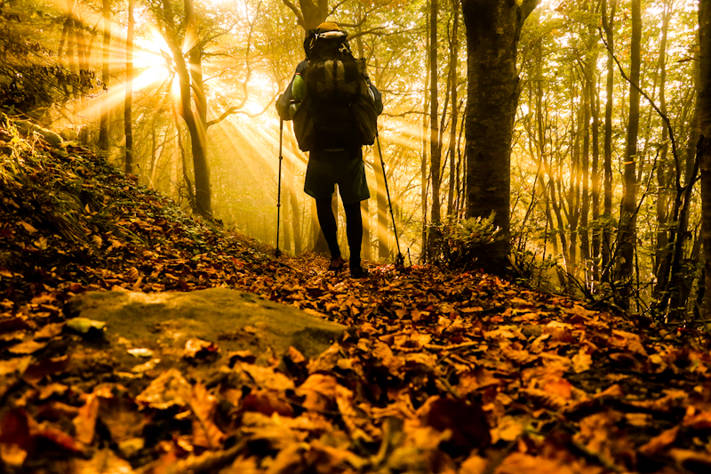 Mystic forest