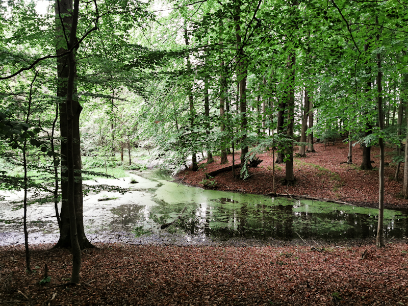 Lovely beech forest