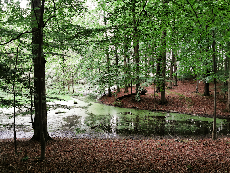 Lovely beech forest 