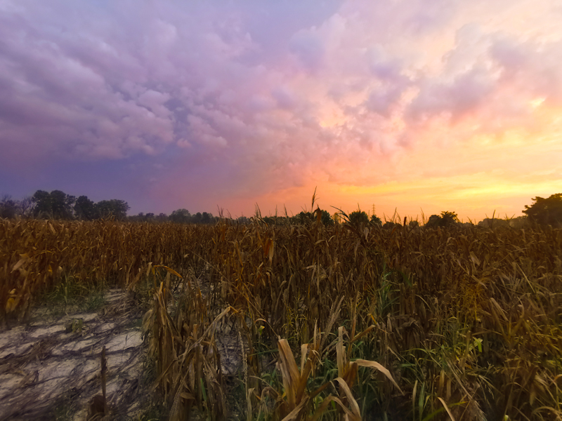 Nice sunrise, the corn seems to be in bad shape 