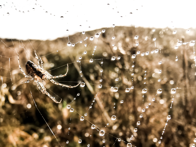 The little wonders of nature