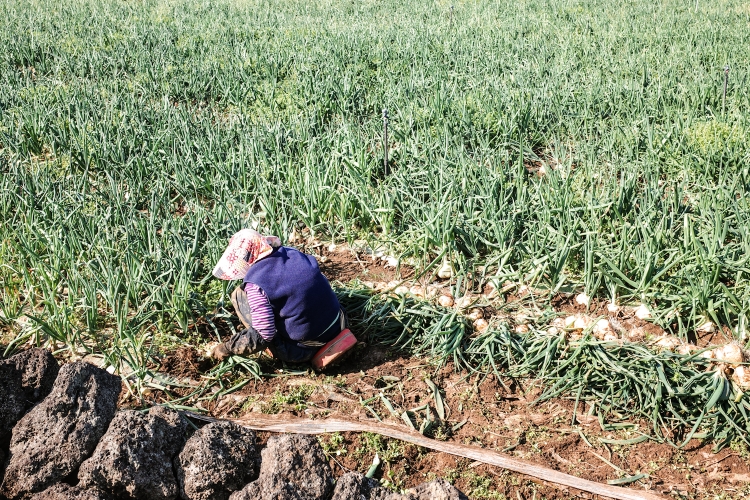 Hard working lady