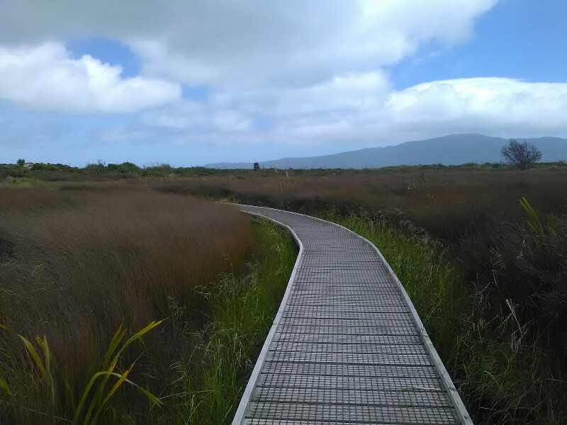 Boardwalk through Waikanae Estuary