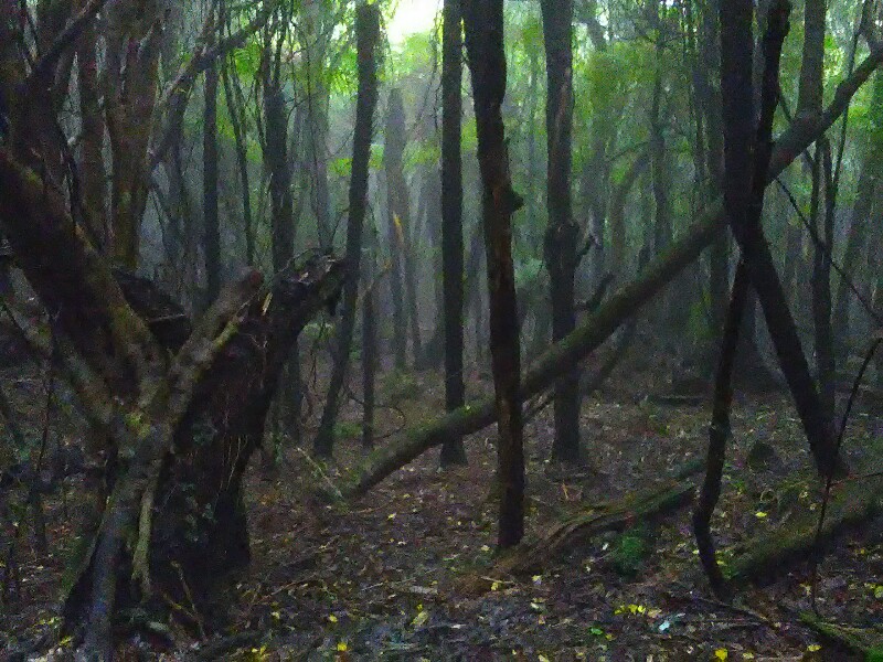 Descending down to Makahika Stream