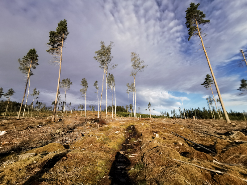 Not even the nicest morning light can make this logged forest look attractive