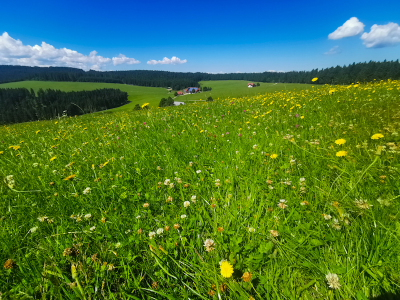 More pasture 