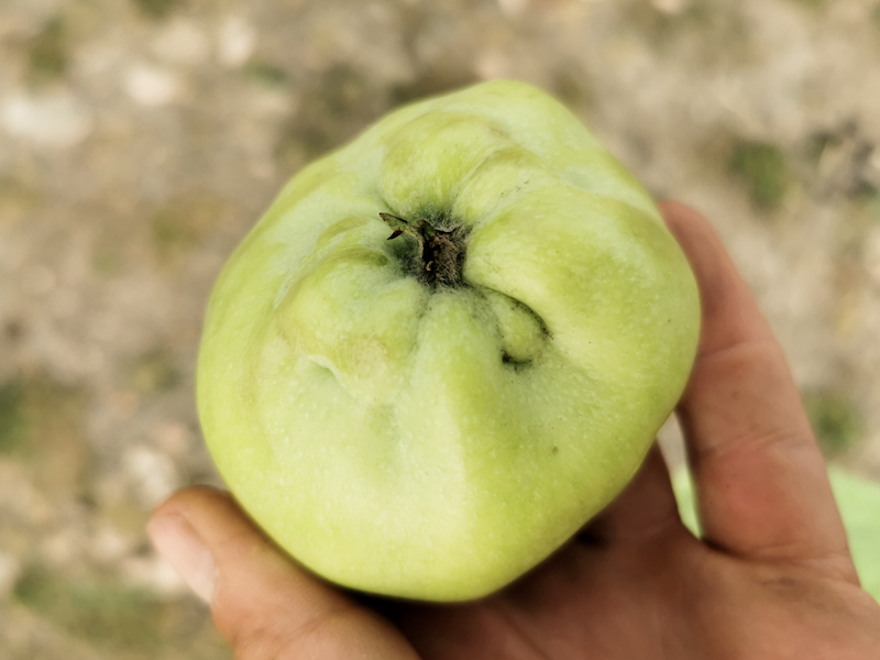 Plenty of apple trees along the way. Overall, I have probably eaten a kilo. 