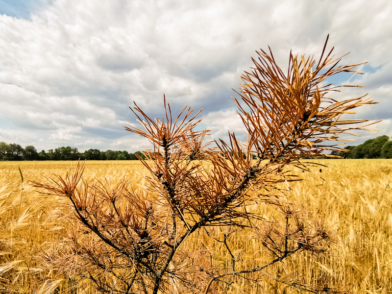 Dry wheat field