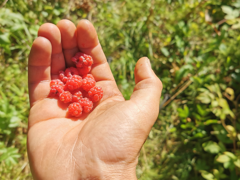 Cheating on my beloved Cloud Berries 