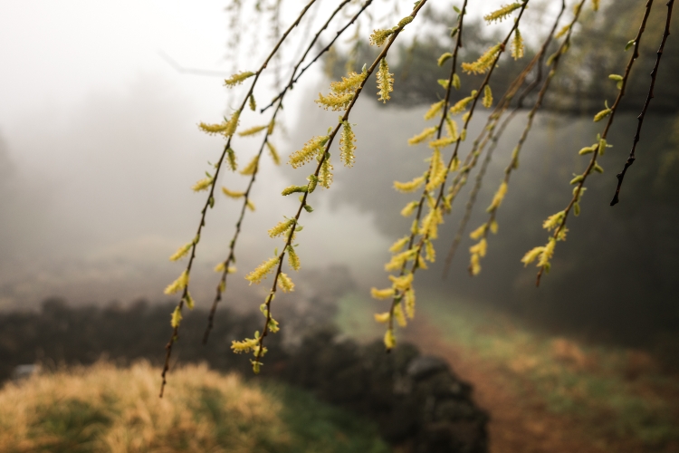 Mystic morning