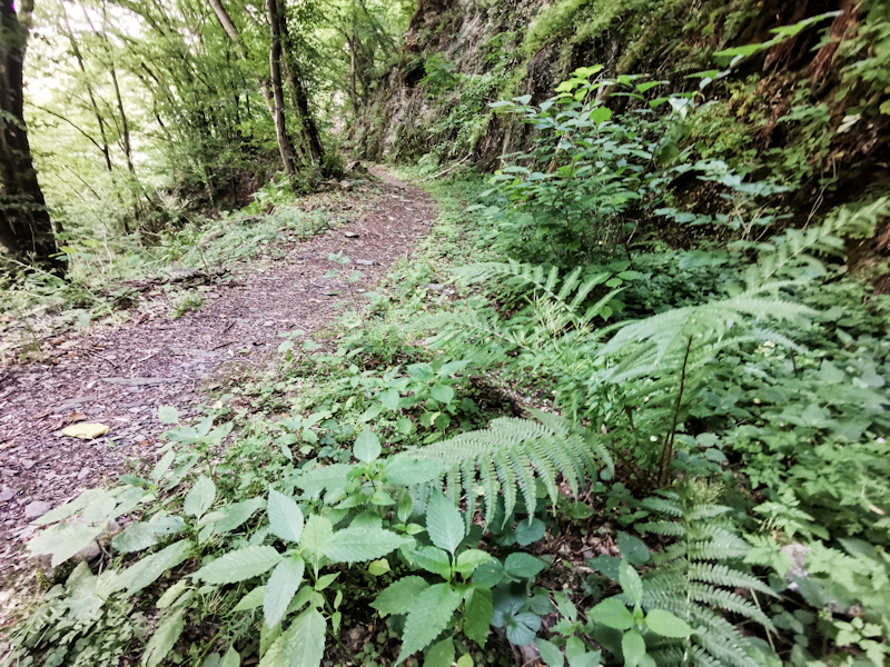 A lovely trail this afternoon 