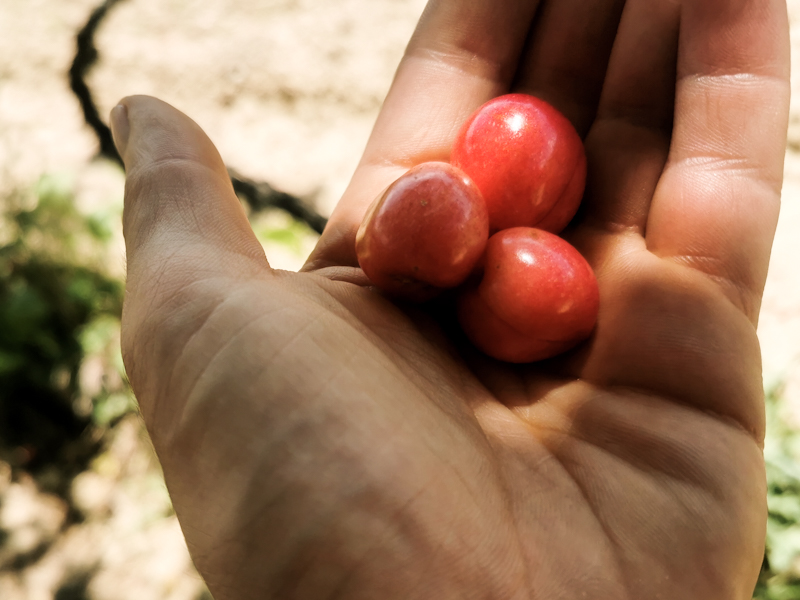 Cherries!