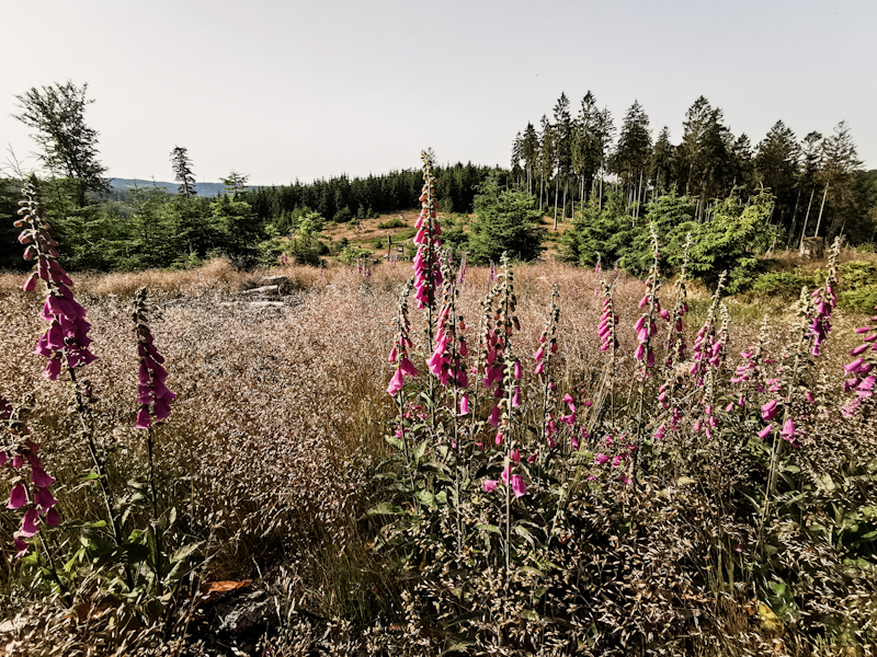 Many lupins