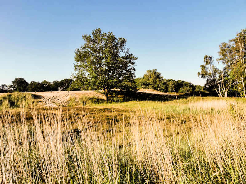 The Boberger Dunes