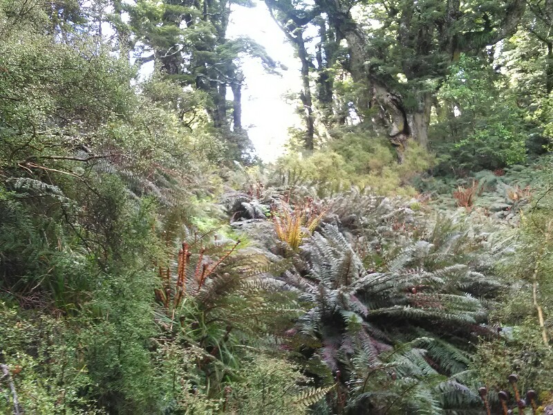 Overgrown Track