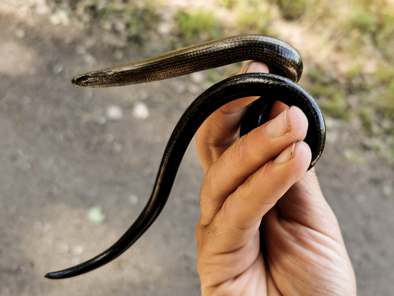 Hello beautiful slow worm! Must be at least 30cm. Longest I have ever seen. 