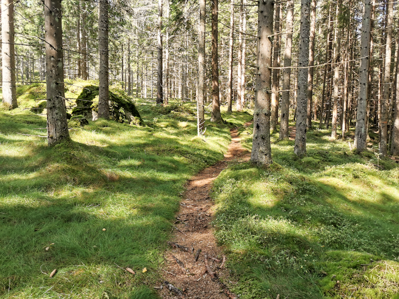 Back into the forest