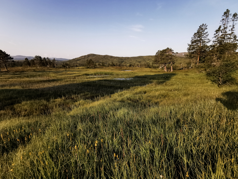 Wetlands in early morning light 