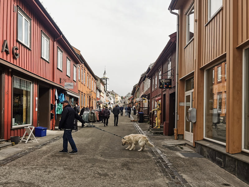 Reluctant dog in downtown Roros