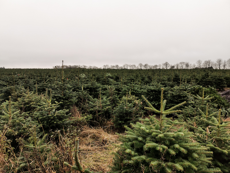 My daily dose of Christmas Trees. Hope you got yours already ;)