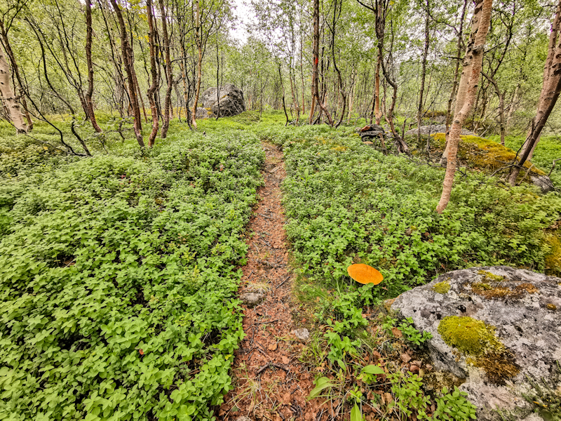 Lovely trail