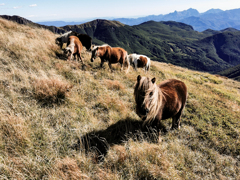 High altitude horses