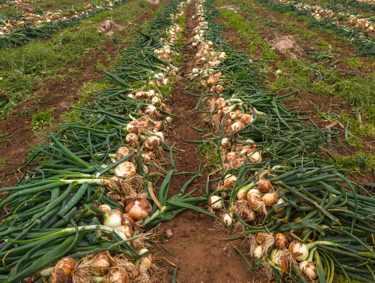 Onions, anyone?
