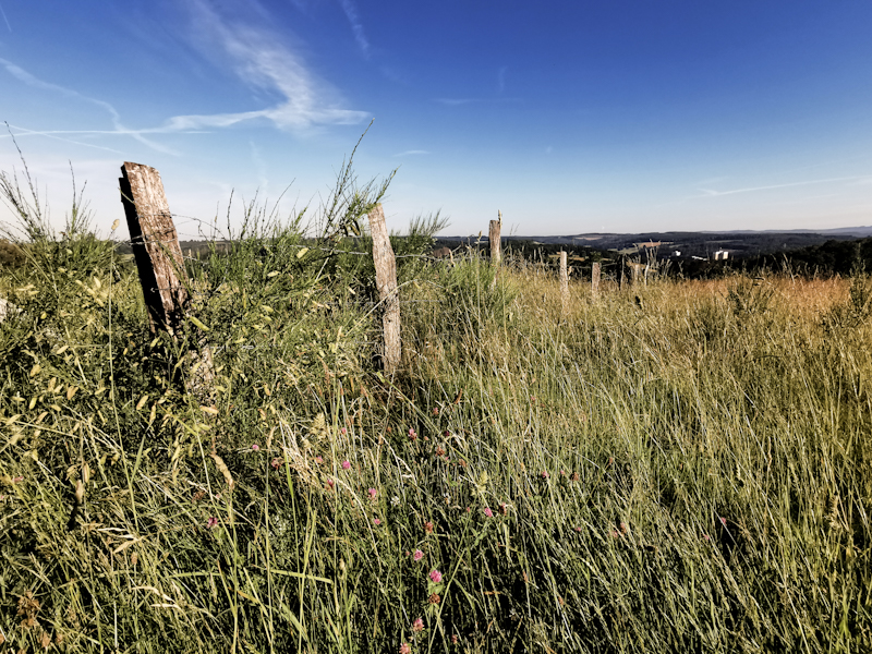 A bit of pasture to start the day with