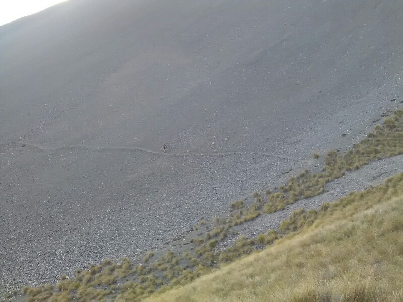 Jasmine in the scree