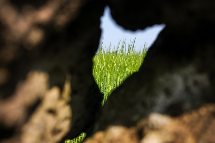 Wheat field as seen through the stone wall