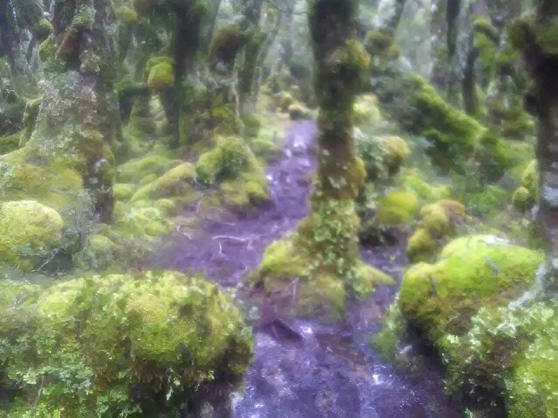 Typical boggy track