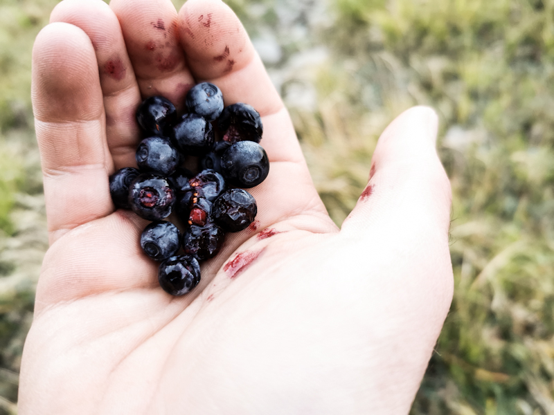Frozen blueberries