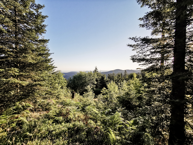 Glimpse through the trees