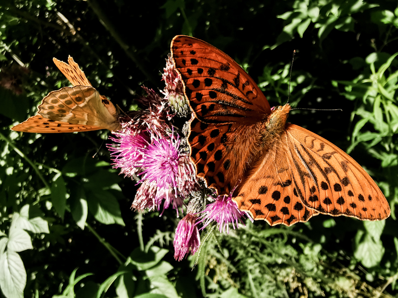 Butterflies