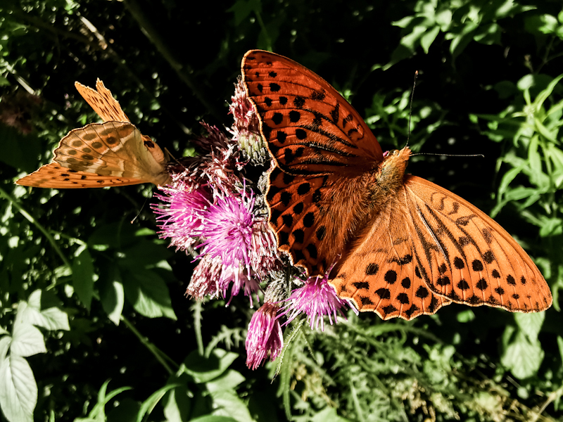 Butterflies 