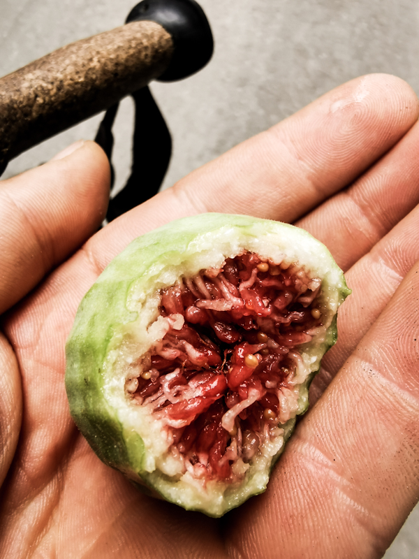 Wild fig morning snack