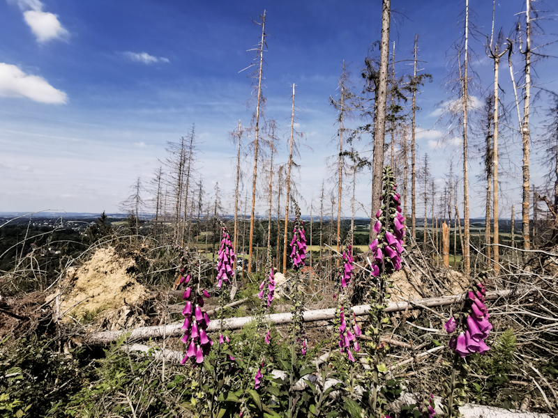 Dead forest along the way 