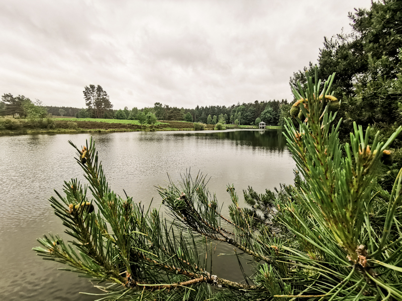 Ready for a swim. A pond near Oldendorf. 