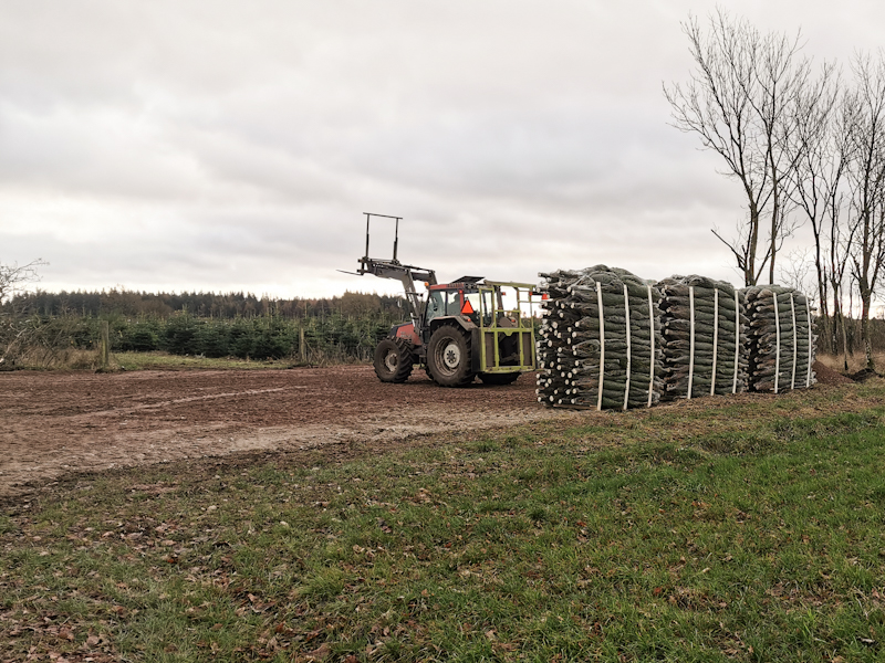 Christmas tree harvesting in full swing