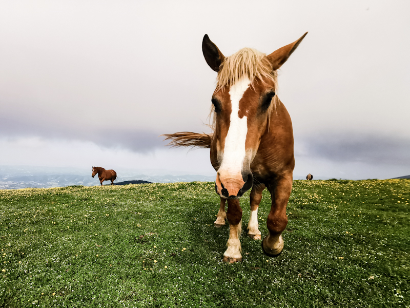 Curious horse