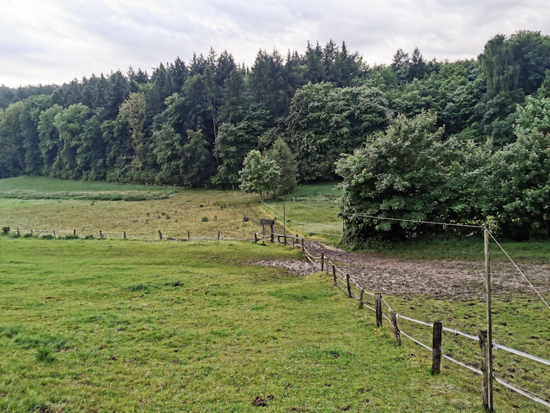 Finding my way through the paddock. The next gate is straight ahead. 