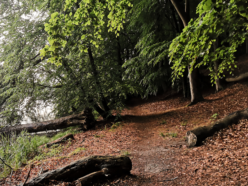 Typical path through beech forest