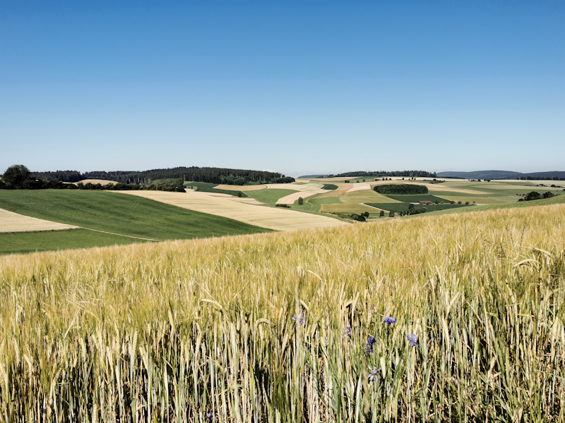 Open landscape